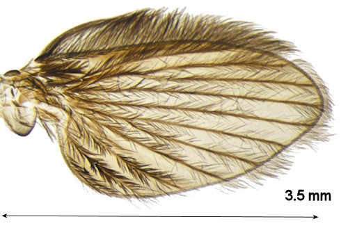 Peripsychoda auriculata wing