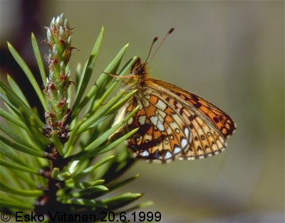 Boloria eunomia 20.6.1999 EH:Orivesi 683:35