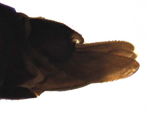 Phalacrocera replicata female lateral