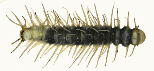 Phalacrocera replicata larva