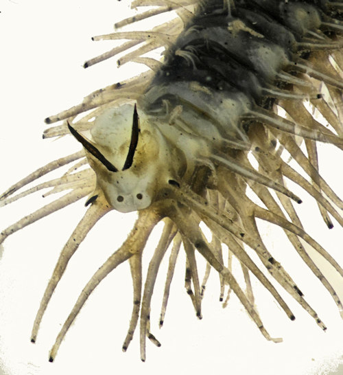 Phalacrocera replicata larva