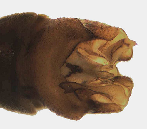 Phalacrocera replicata male dorsal