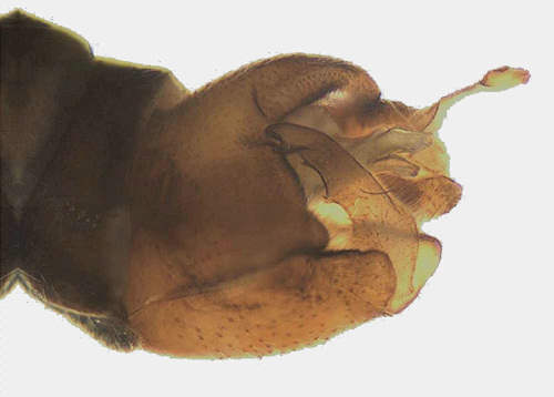 Phalacrocera replicata male lateral