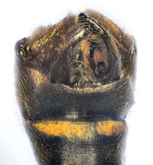 Phoroctenia vittata dorsal