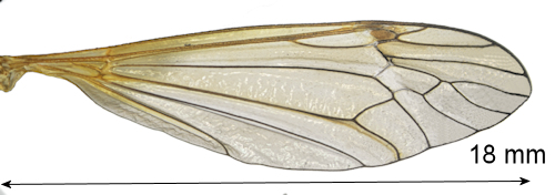 Phoroctenia vittata wing