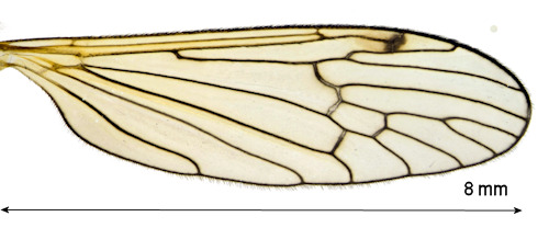 Phylidorea abdominalis wing