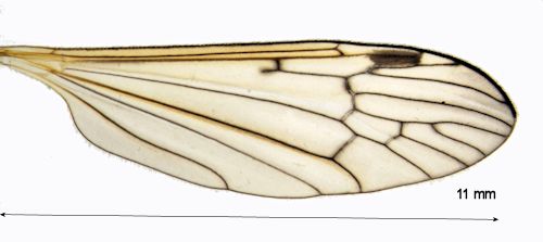 Phylidorea bicolor wing