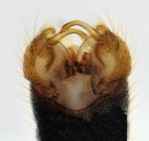 Phylidorea ferruginea dorsal