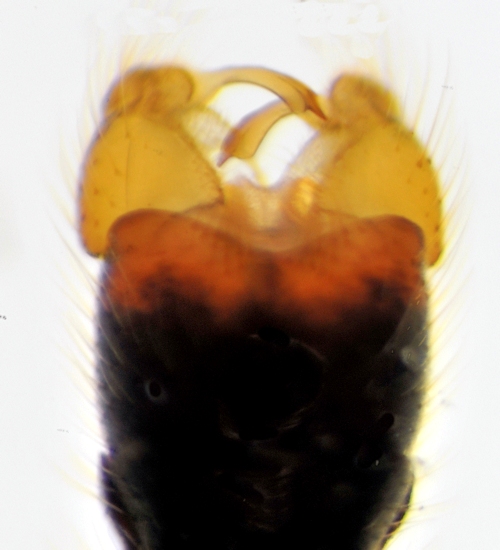 Phylidorea ferruginea ventral