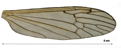 Phylidorea ferruginea wing