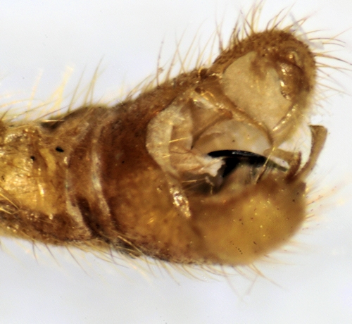 Phylidorea fulvonervosa dorsal