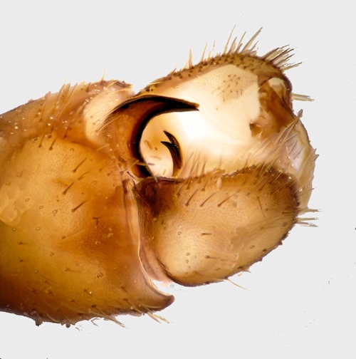 Phylidorea fulvonervosa lateral