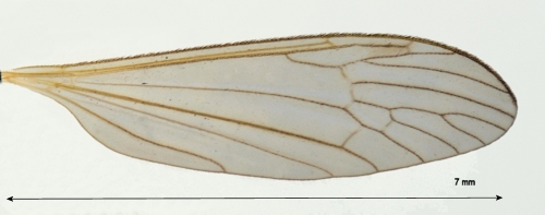 Phylidorea fulvonervosa wing