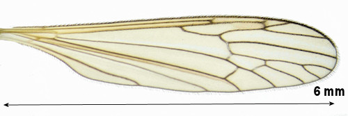 Phylidorea heterogyna wing