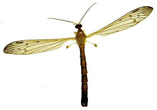 Phylidorea longicornis