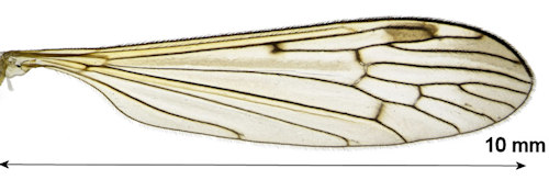 Phylidorea longicornis wing
