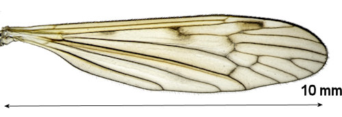 Phylidorea nervosa wing