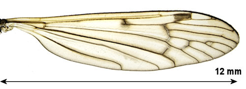 Phylidorea nigronotata wing