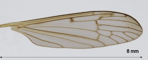 Phylidorea squalens wing