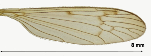 Phylidorea umbrarum wing