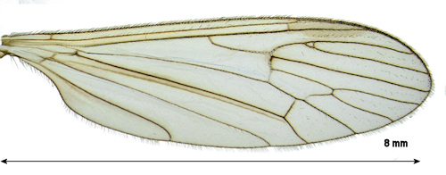 Phyllolabis macroura wing