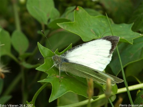 Pieris brassicae Ssp. azorensis 26.5.2007 Azores Ponta delgada