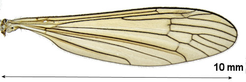 Pilaria decolor wing
