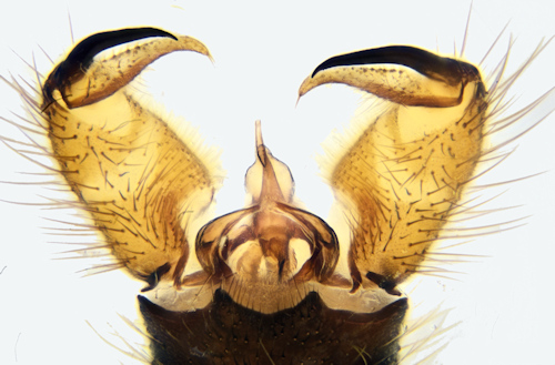 Pilaria discicollis male dorsal