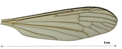 Pilaria discicollis wing