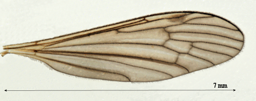 Pilaria meridiana wing