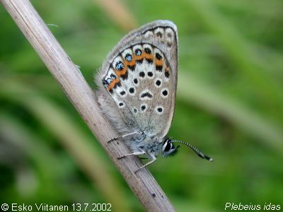 Plebejus idas 13.7.2002 V:Nummi-Pusula 672:33