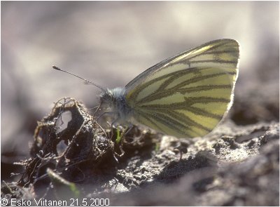 Pieris napi Orivesi 21.5.2000 684:35