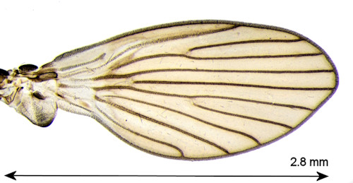 Pneumia trivialis wing