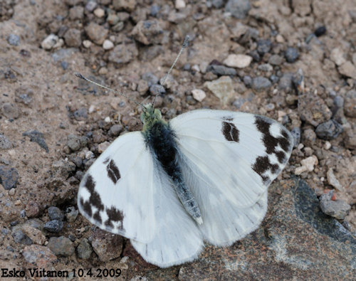 Pontia daplidice