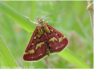 Pyrausta purpuralis 3.6.2001 EH:Tammela 673:33