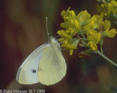 Pieris rapae Öölanti 16.7.1999