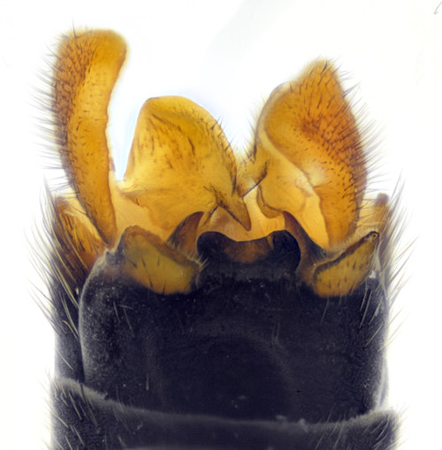 Prionocera abscondita dorsal