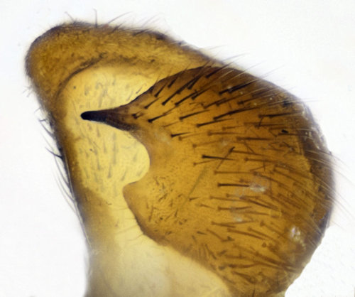 Prionocera abscondita gonostylus