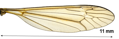 Prionocera abscondita wing