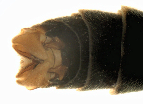 Prionocera pubescens dorsal