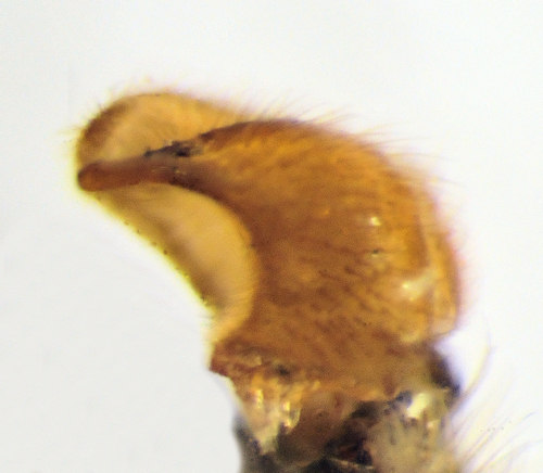 Prionocera pubescens hypopygium