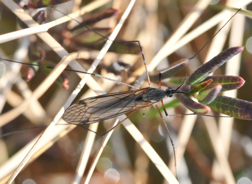 Prionocera pubescens