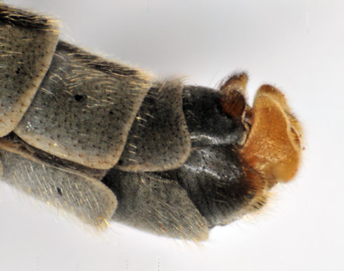 Prionocera pubescens male lateral