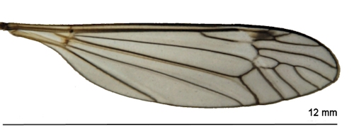 Prionocera pubescens wing