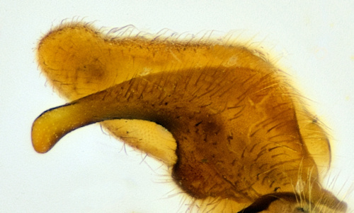 Prionocera recta gonostylus