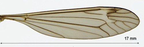 Prionocera subserricornis wing