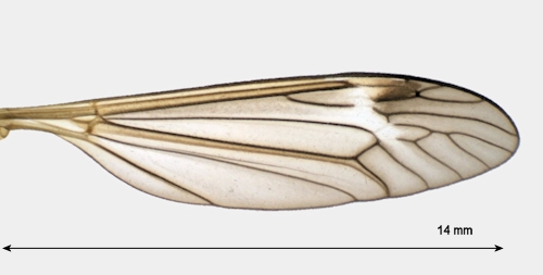 Prionocera turcica wing