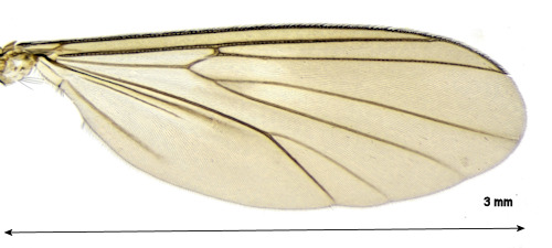 Pseudexechia trivittata wing