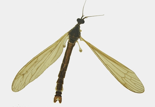 Pseudolimnophila lucorum