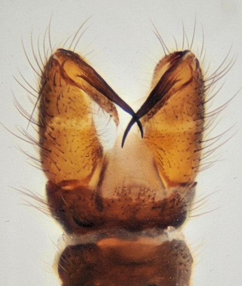 Pseudolimnophila lucorum male dorsal